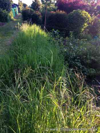 Plot inspections at Highgate Allotments send gardeners into a flurry