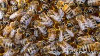 Schweizer Bienen haben Winter besser überstanden als letztes Jahr