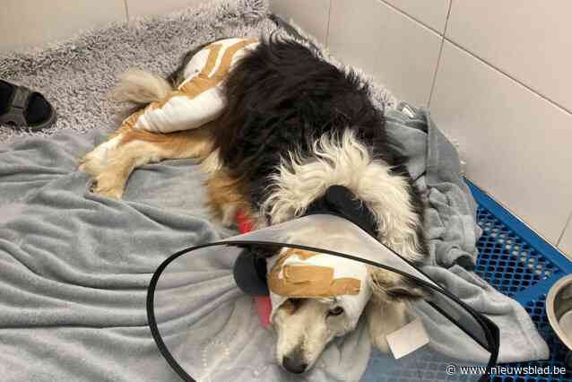 Alweer bijtincident met Turkse herdershonden op Millegempad, oudere bordercollie zwaar toegetakeld