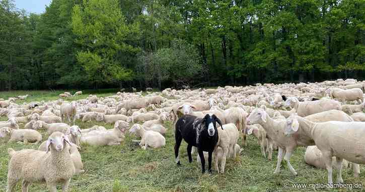 Schafherde statt Mähmaschine