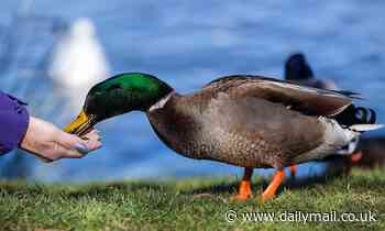 London borough wants to fine residents £100 for feeding the ducks as bread 'can kill them' 