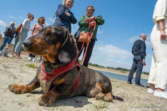 Nieuwe hotspot voor honden op Middenvijver officieel geopend: “Heerlijk om te zien hoe onze viervoeters hier ronddartelen”
