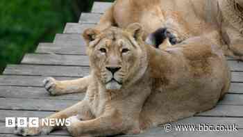 Dudley Zoo announces death of 'firm favourite' lioness