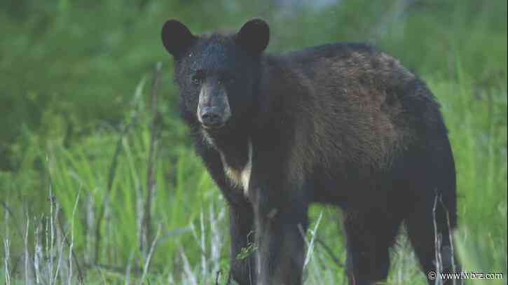 Wildlife and fisheries agents searching for person who illegally shot, killed black bear