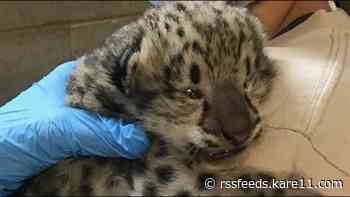 Como Zoo welcomes rare new snow leopard cub