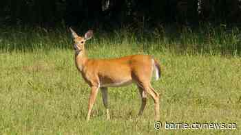 Hunter faces $8,000 fine, licence suspension after shooting at deer decoy in Muskoka