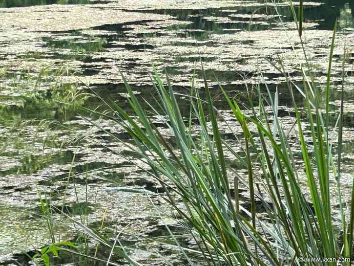 City of Austin to treat harmful algae growth on Lady Bird Lake