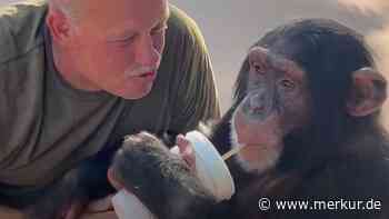Schimpanse erkennt seine Pflegeeltern nach fast sieben Jahren wieder – Reaktion ist unbezahlbar