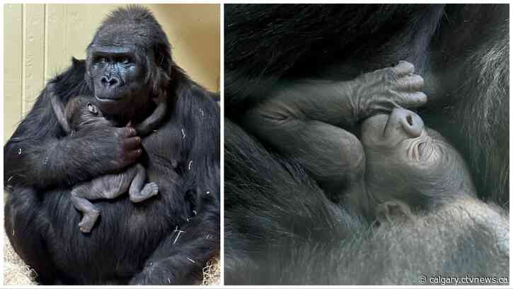 It's a boy! Calgary Zoo reopens African Rainforest following birth of gorilla