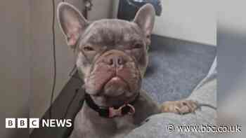 Family's French bulldog stolen during burglary