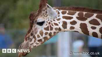 Colchester Zoo staff celebrates its 60th anniversary