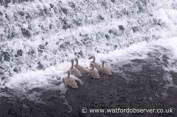 Daring baby swans get into more trouble in Nash Mills