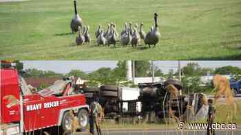 Charge laid after multi-vehicle collision caused by geese crossing Ontario expressway