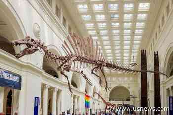 Field Museum Debuts Spinosaurus Exhibit Featuring Largest Predatory Dinosaur