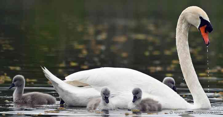 Truth About Nesting Swan Killed in New York: This Wasn't Just a Random Bird