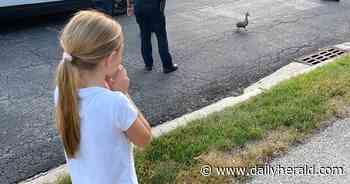 'Quite an adventure': Mount Prospect family teams with village workers to rescue ducklings