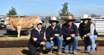 Palgrove triumph at Hunter Valley bull sale