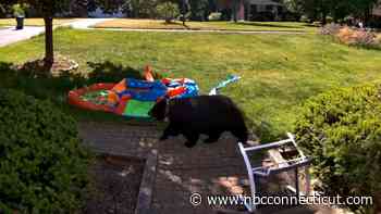 Bear Bill Passes Senate, Heads to Governor's Desk