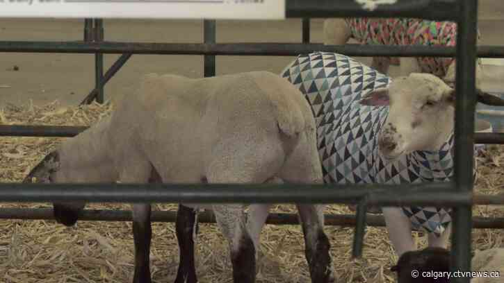 Young farmers, ranchers kick off 100th annual Lethbridge and District 4-H Show and Sale
