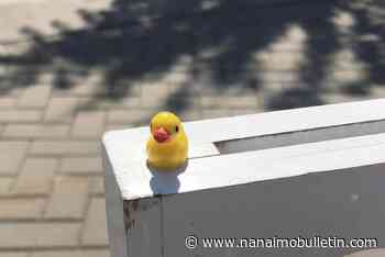 The sneaky Duck Divas have been hiding tiny fowl across B.C.’s Interior