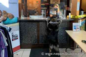 Every puppy should have a boy: Estate donation of nearly $1M left to Kelowna BC SPCA