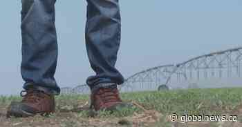 Alberta ranchers and farmers set record realized net income in 2022