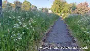 Complaints over ‘5ft high grass’ but what do you think?