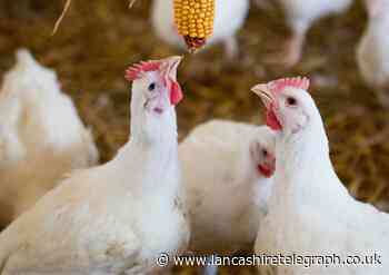 Shoppers urged to ask supermarkets to improve chickens' lives