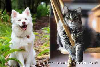 Battersea is looking for dog and cat fosters in London