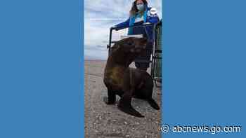 WATCH:  Rescued sea lions return to the ocean after recovery