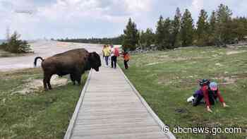 WATCH:  Tourist’s near-miss with Yellowstone bison caught on camera