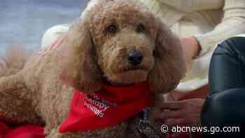 WATCH:  NYC program pairs students and therapy dogs to encourage reading