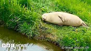 Smiley seal spotted in Ely becomes social media hit