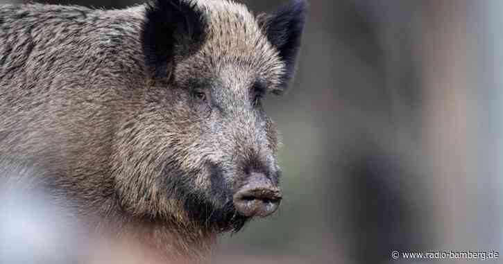 Mann muss vor Wildschweinen gerettet werden