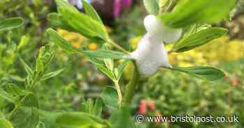 Warning as weird 'spittle' in gardens could spread plant disease
