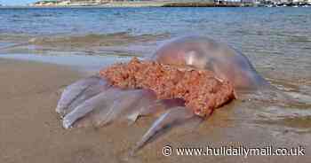 Monster jellyfish washes up on a popular beach in front of top resort
