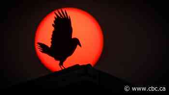 As wildfires burn in Alberta forests, what happens to the animals?