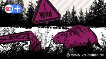 „Schlüsselart für unsere Ökosysteme“: Ohne Biber geht es nicht