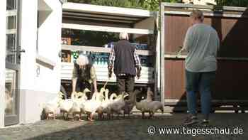 Stall statt Stuhlkreis: Pflege-WG auf dem Bauernhof
