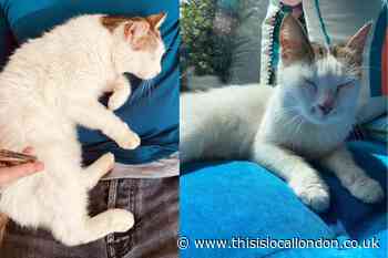Beckenham superstar cat Stella is found after three months