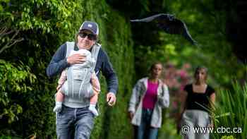 Caws for alarm: Swooping crows descend on passersby as they protect their young