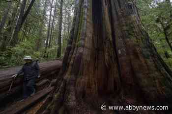 B.C. extends deferral of old-growth logging in Vancouver Island’s Fairy Creek