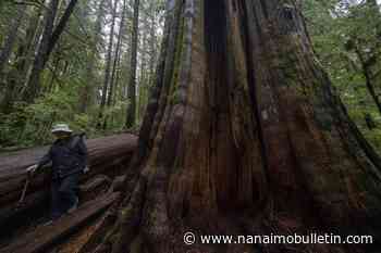 B.C. extends deferral of old-growth logging in Vancouver Island’s Fairy Creek