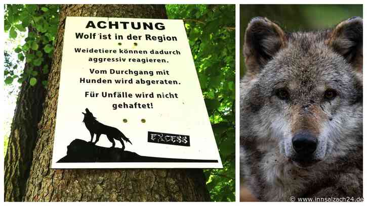 Panikmache auf dem Schmugglerweg? Schild warnt vor Wolf: „Das hat da nichts zu suchen!“