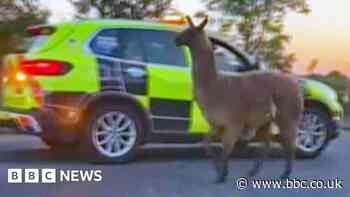 Llama drama on Lancashire motorway as escapee stops traffic