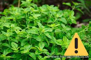 Brits urged not to touch dangerous froth on plants