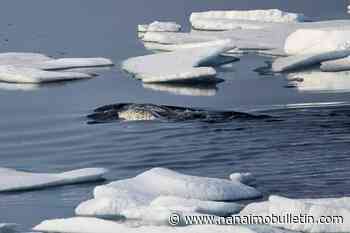 Inuit, environmental groups praise cruises for agreeing to avoid Eclipse Sound