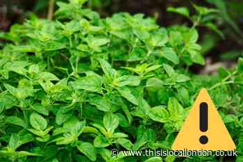 Brits urged not to touch dangerous froth on plants