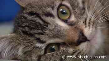 Anti-Cruelty Society Offering Discounted Adoptions to Celebrate Taylor Swift's ‘Eras Tour' Stop