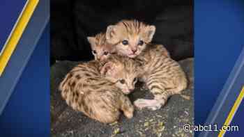 North Carolina Zoo welcomes sand cat triplets